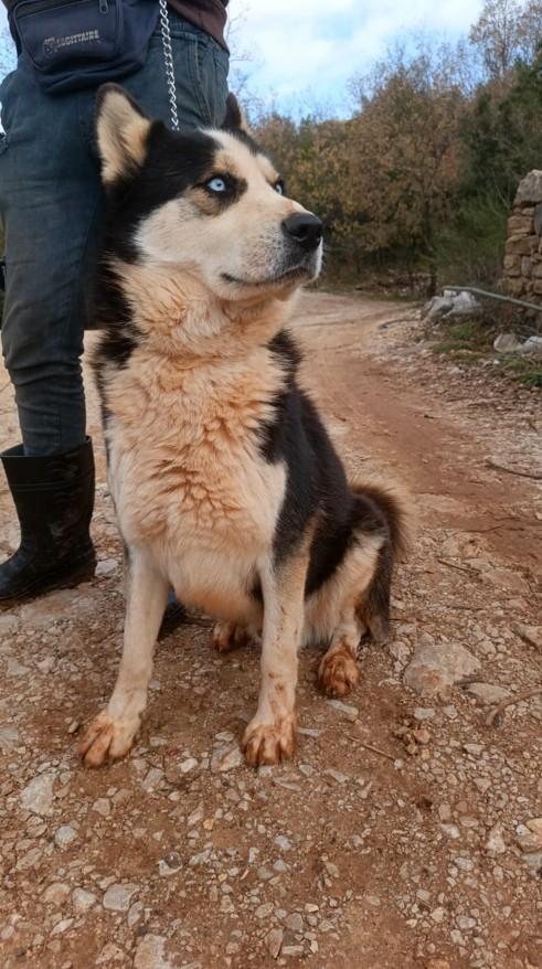 Simba, splendido simil Malamute dagli occhi color cielo Foto 3